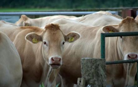 Allevamento di vacche